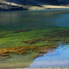 Das Leben in einem Bergsee (Melchsee auf 1900 Meter)