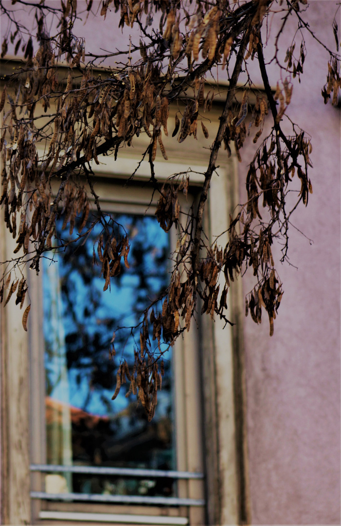 das Leben in oder hinter der Fensterscheibe 