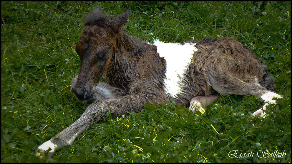 Das Leben ist anstrengend...