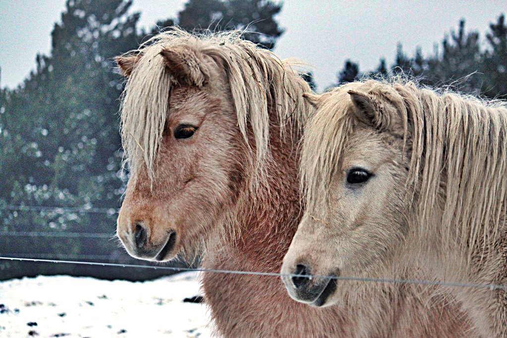 Das Leben ist doch ein Ponyhof