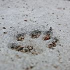 Das Leben ist ein Strandspaziergang. Manche Spuren werden nie verwischt.