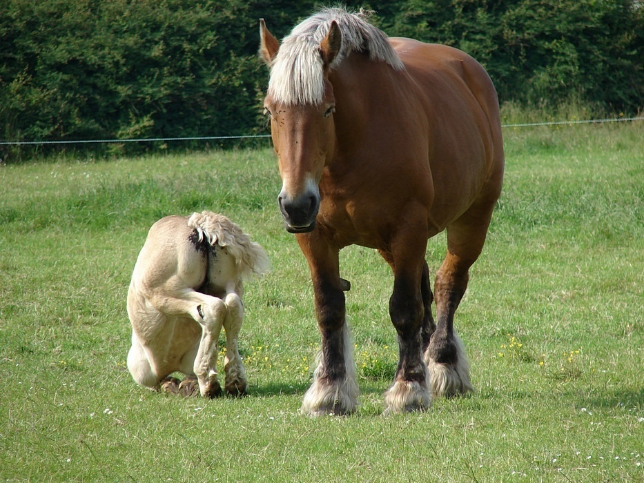 "das Leben ist kein Ponyhof"