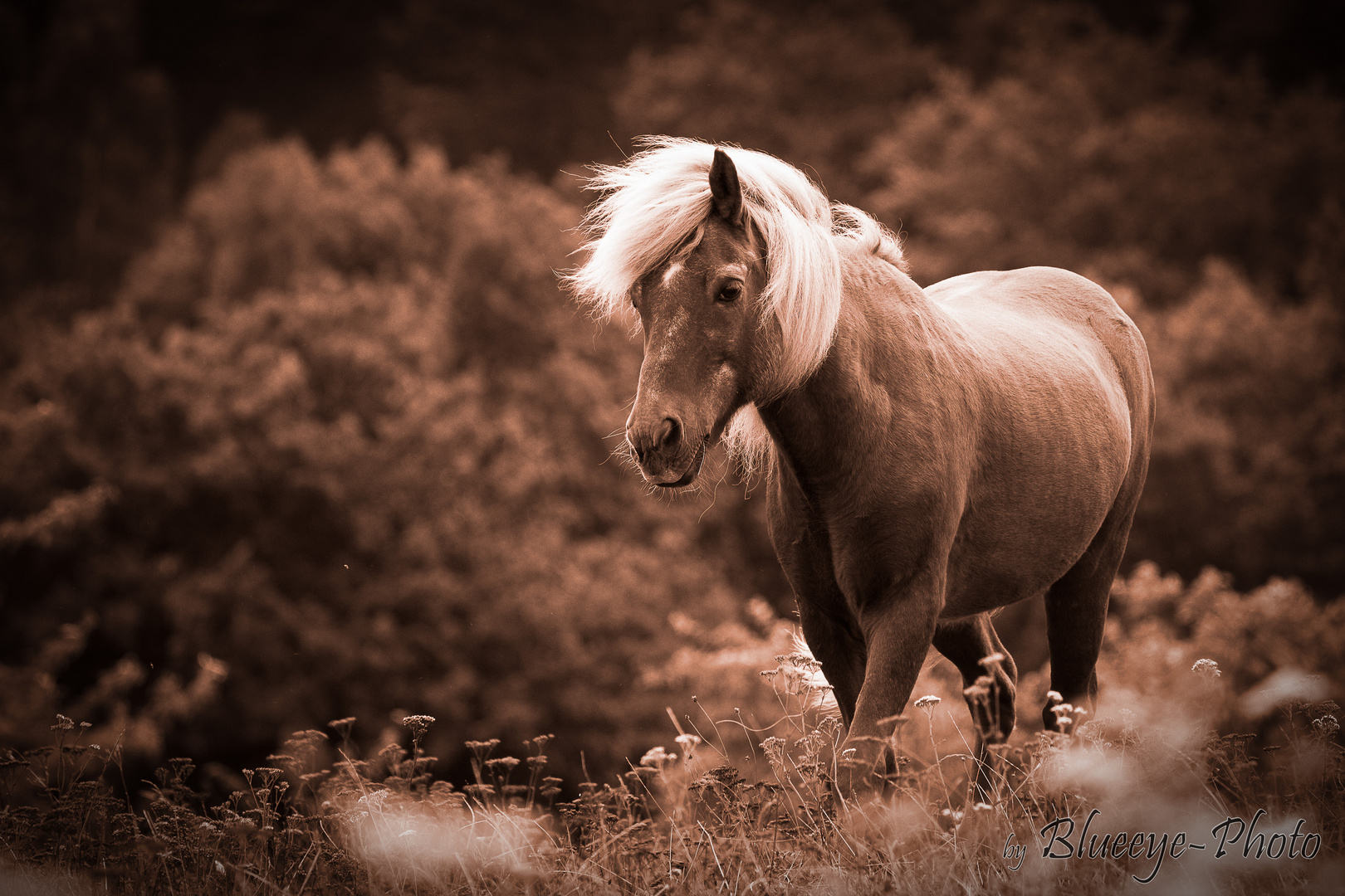 ...das Leben ist kein Ponyhof ....