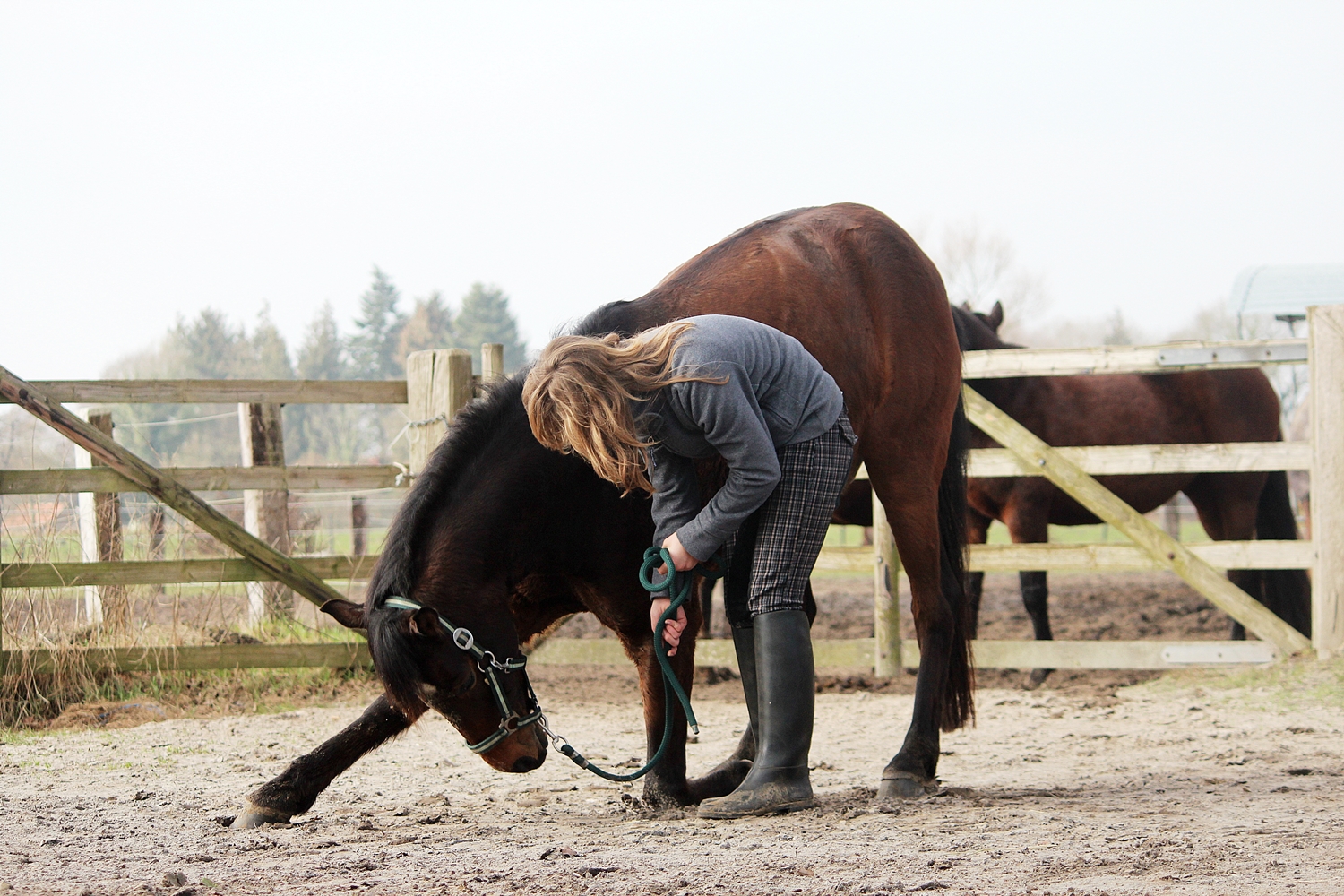 Das Leben ist kein Ponyhof! - Okay, manchmal doch. ;)