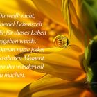 Das Leben ist kostbar (carpe diem)