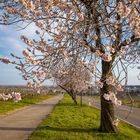 Das Leben ist (manchmal) rosa...