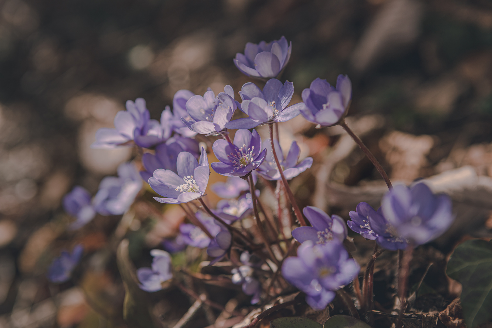 Das Leben Ist Wie Die Blumen