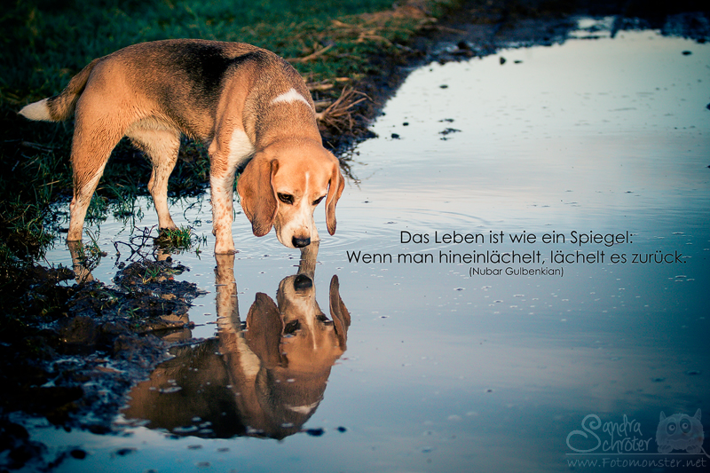 Das Leben ist wie ein Spiegel... Foto & Bild tiere, haustiere, hunde