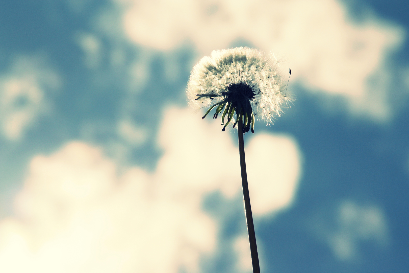 "Das Leben ist wie eine Pusteblume Foto & Bild pflanzen, pilze
