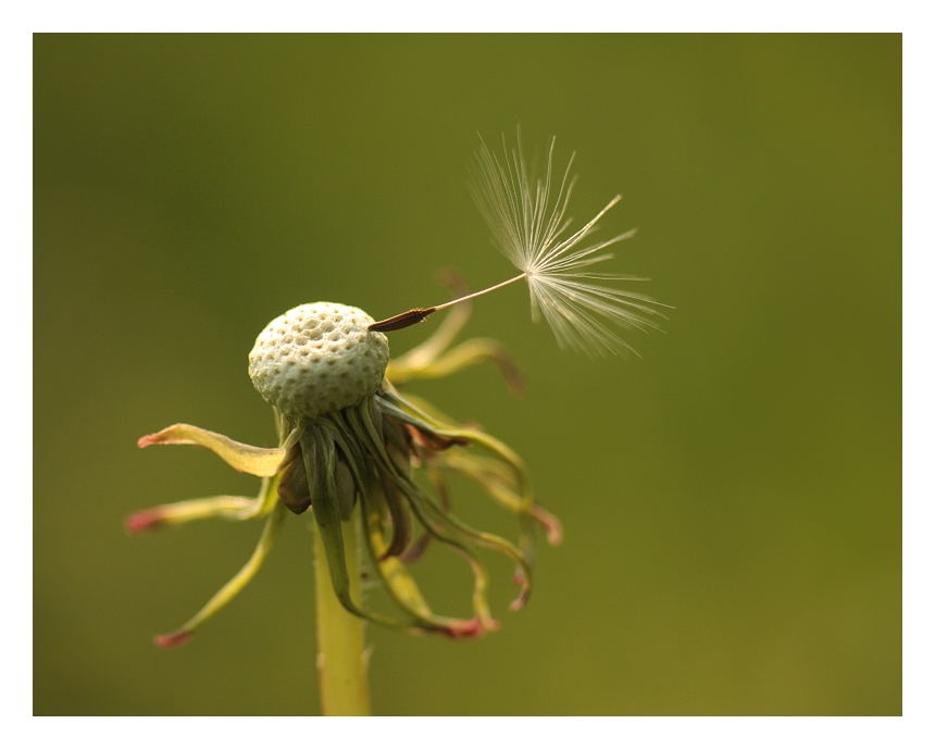 Das Leben ist wie eine Pusteblume...