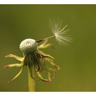 Das Leben ist wie eine Pusteblume...