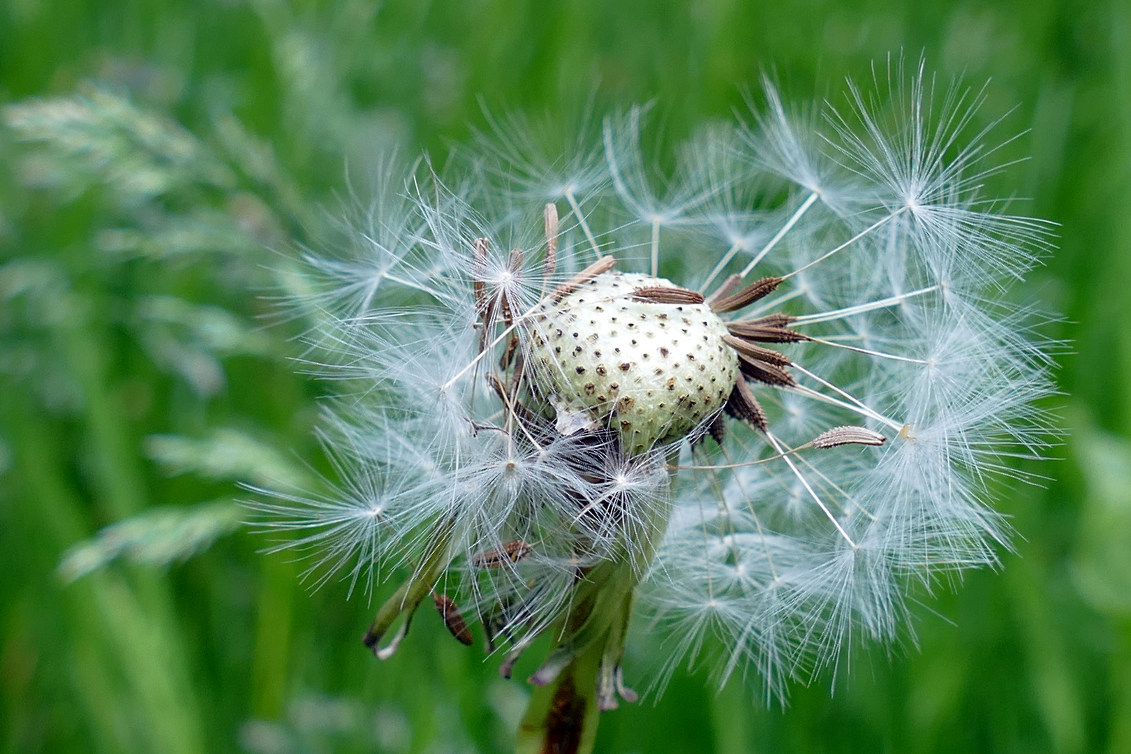 Das Leben ist wie eine Pusteblume Foto & Bild pflanzen, pilze