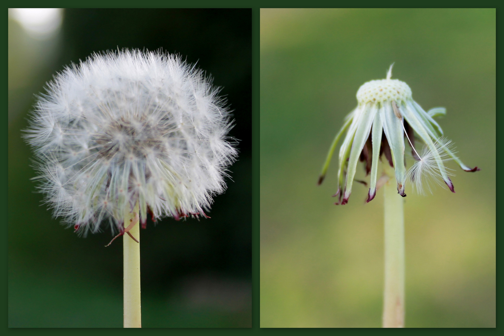 Das Leben ist wie eine Pusteblume