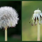 Das Leben ist wie eine Pusteblume