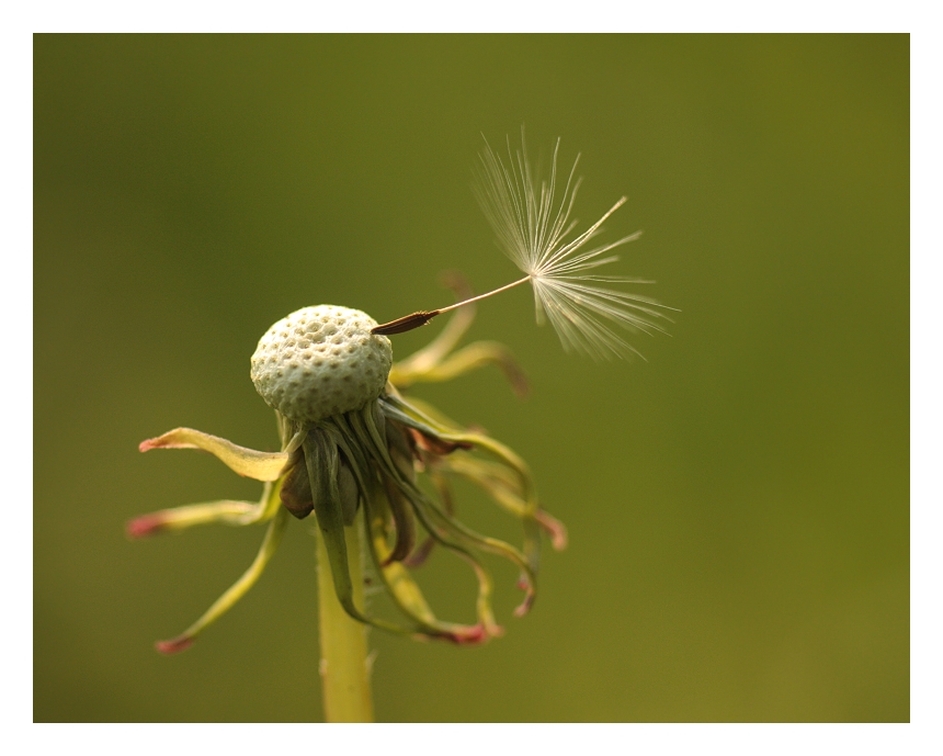 Das Leben ist wie eine Pusteblume... Foto & Bild gratulation und