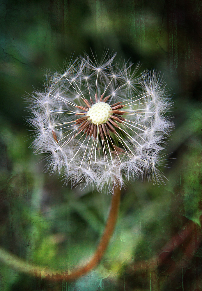 Das Leben ist wie eine Pusteblume...