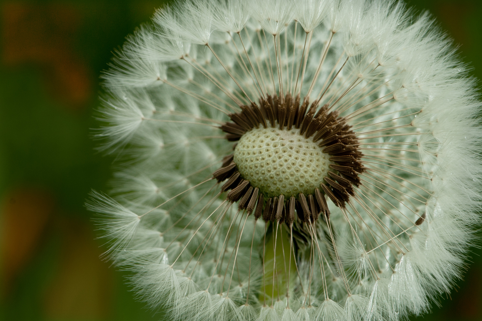 Das Leben ist wie eine Pusteblume,