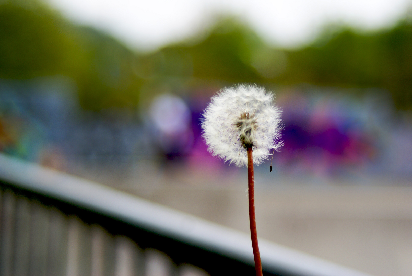 Das Leben ist wie eine Pusteblume- irgendwann geht jeder seinen eigenen Weg.