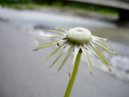 Das Leben ist wie eine Pusteblume. Wenn die Zeit gekommen ist, muss jeder alleine fliegen.