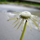 Das Leben ist wie eine Pusteblume. Wenn die Zeit gekommen ist, muss jeder alleine fliegen.