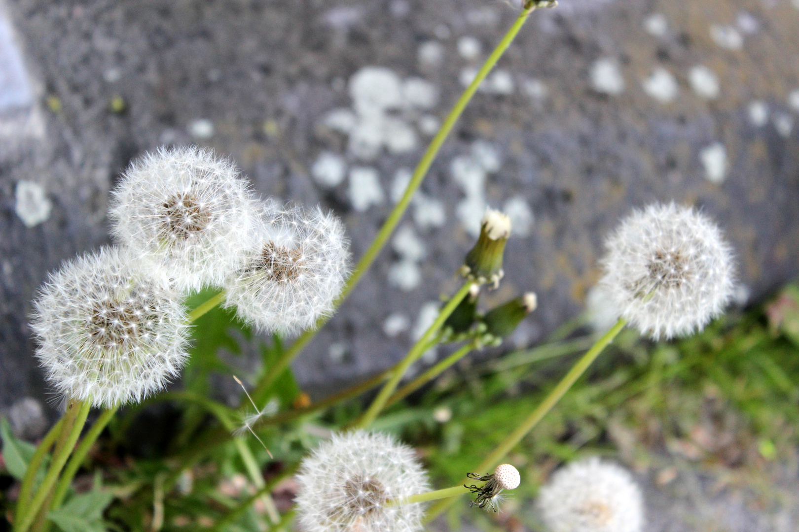 Das Leben ist wie eine Pusteblume. Wenn die Zeit gekommen ist, muss