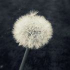 Das Leben ist wie eine Pusteblume: Wenn die Zeit gekommen ist muss jeder alleine fliegen.