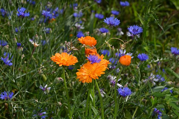 "Das Leben kann so schön sein ...