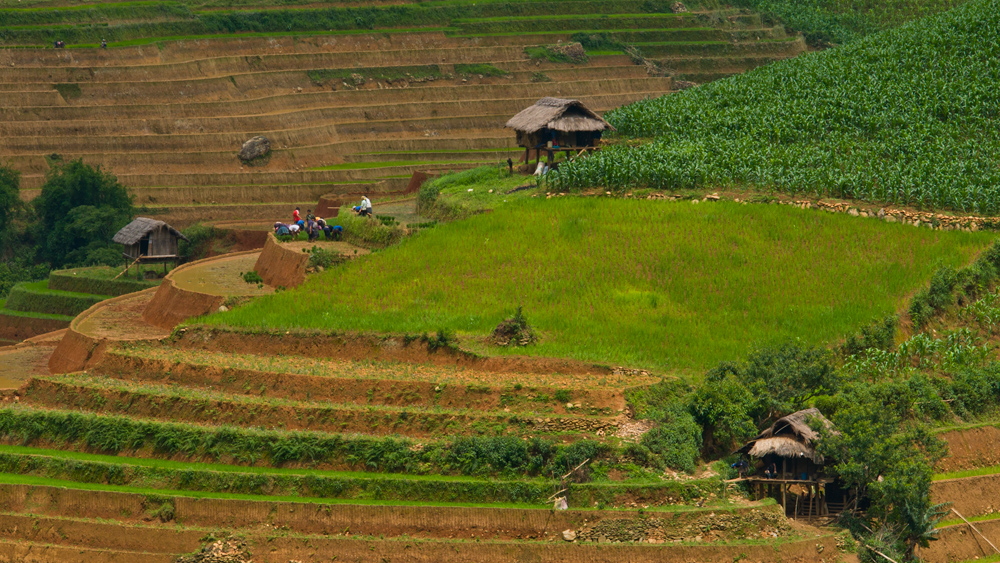 Das Leben mit Terrassenfeldern in Vietnam