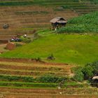 Das Leben mit Terrassenfeldern in Vietnam