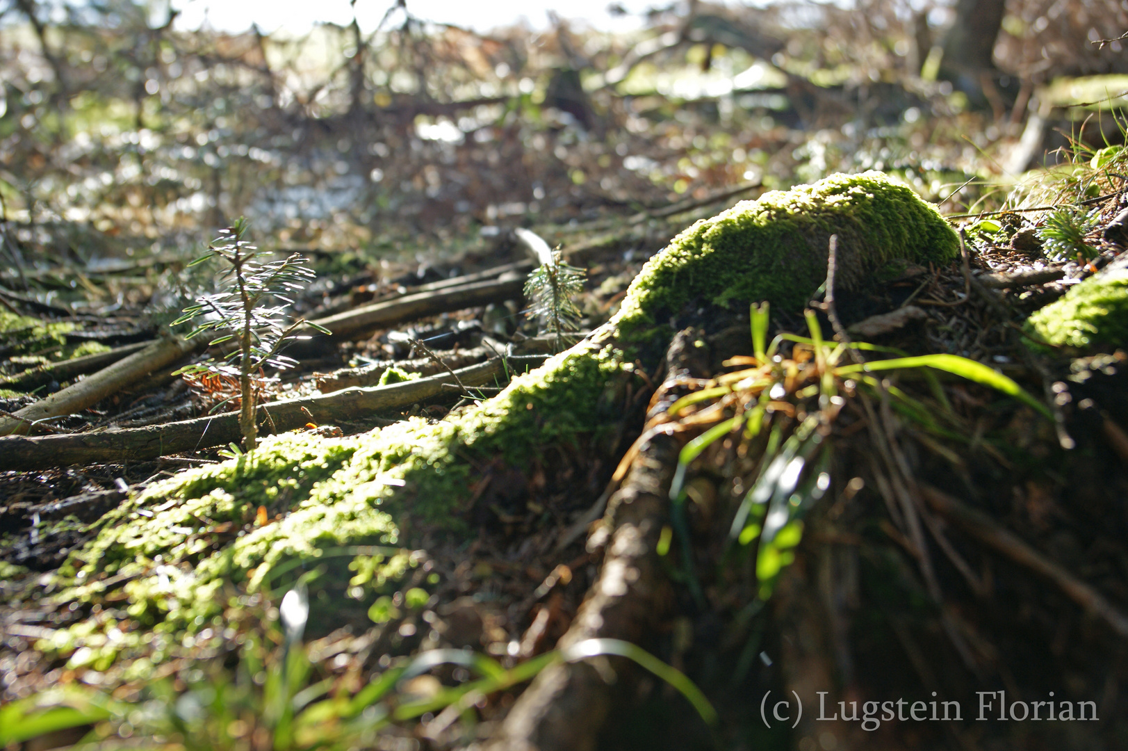 Das Leben nach dem Schnee