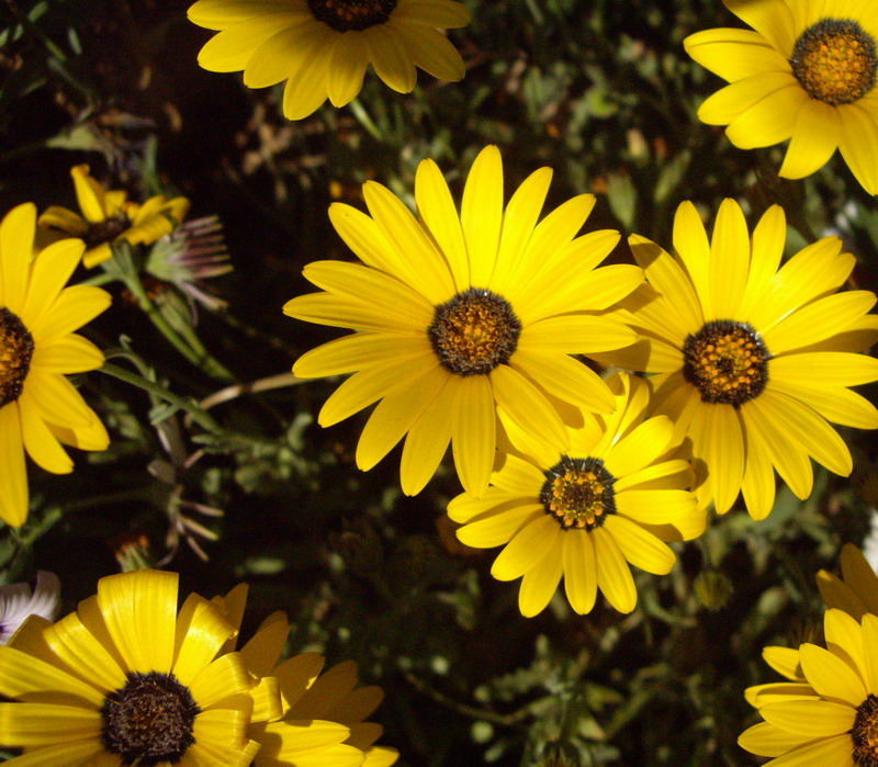 das Leben schoen wie diese Blumen?