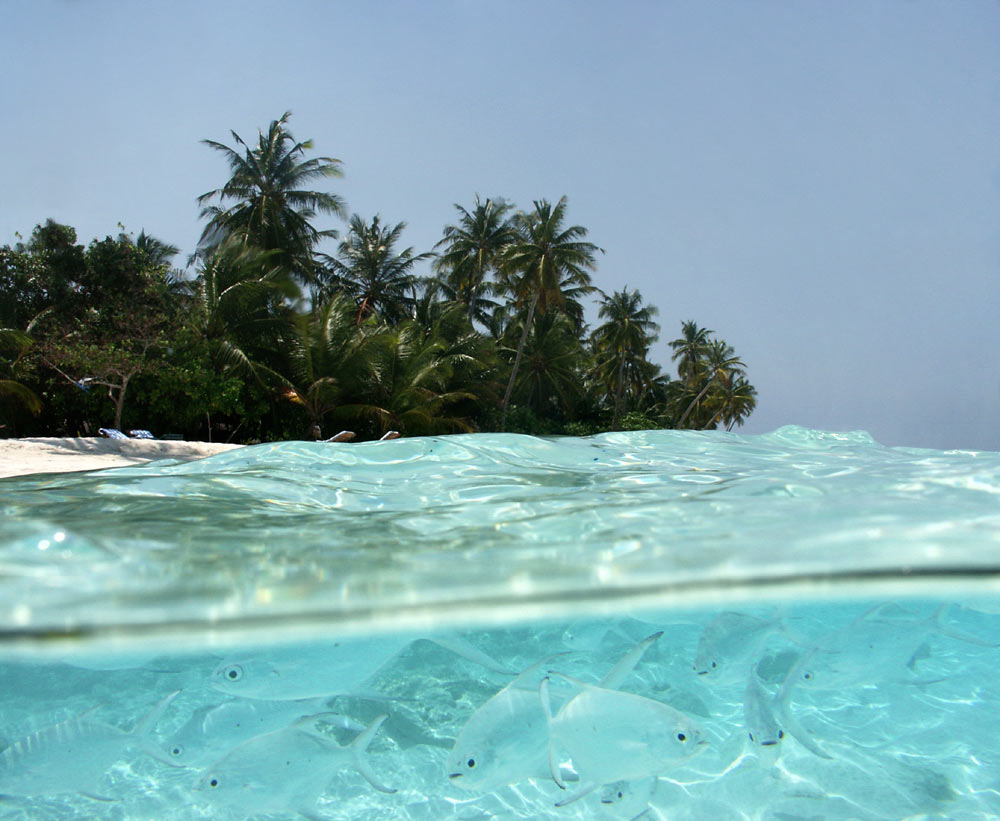 Das Leben über und unter dem Wasser