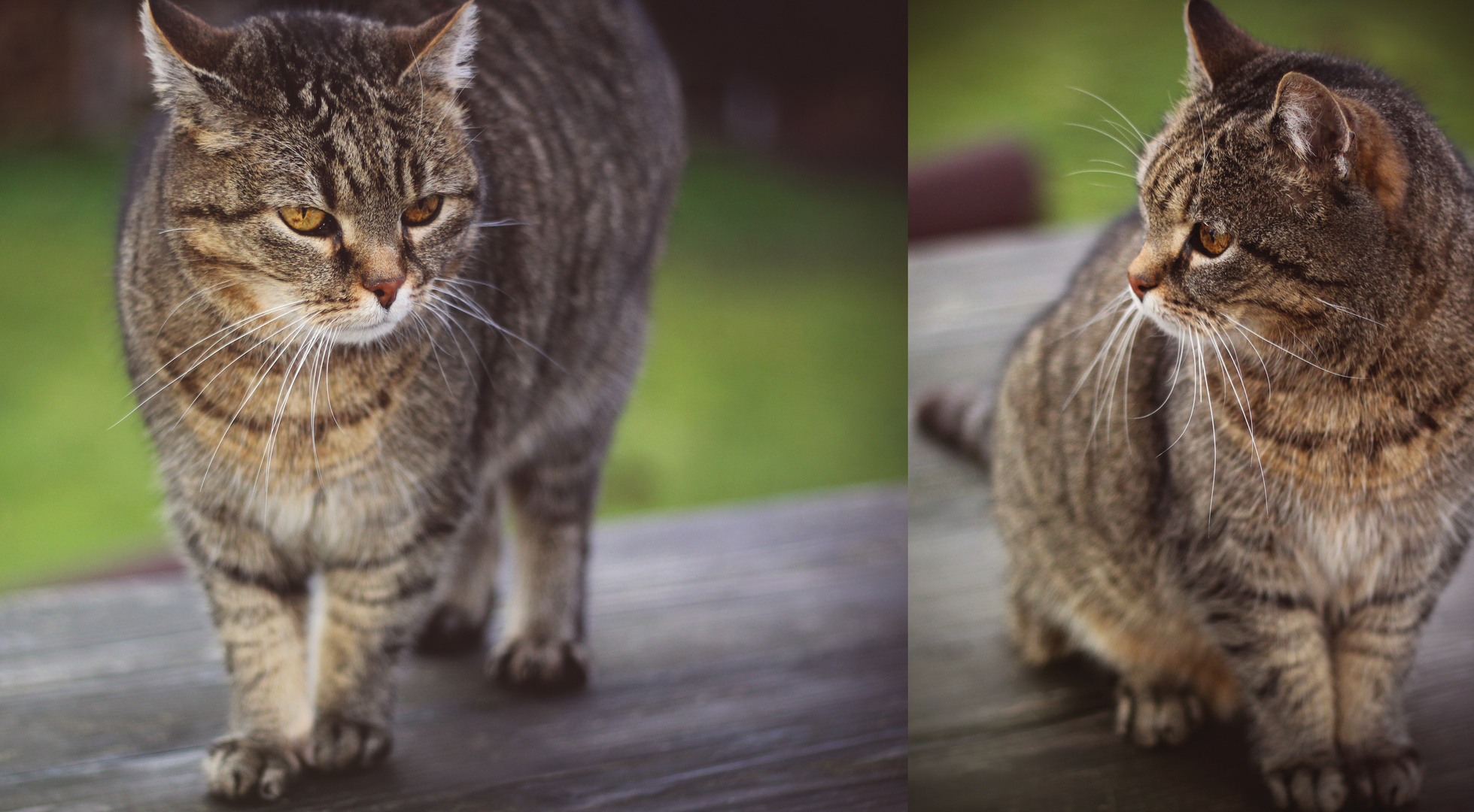 "Das Leben und dazu eine Katze..."