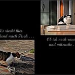 „Das Leben und dazu eine Katze: