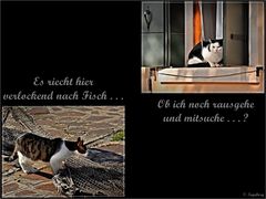 „Das Leben und dazu eine Katze: