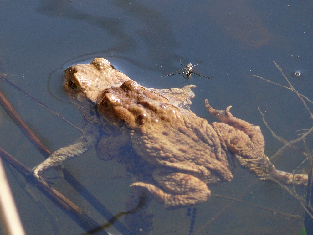 Das Lebend-Froschfutter traut sich nah ran...