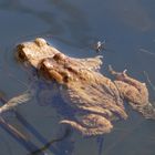 Das Lebend-Froschfutter traut sich nah ran...