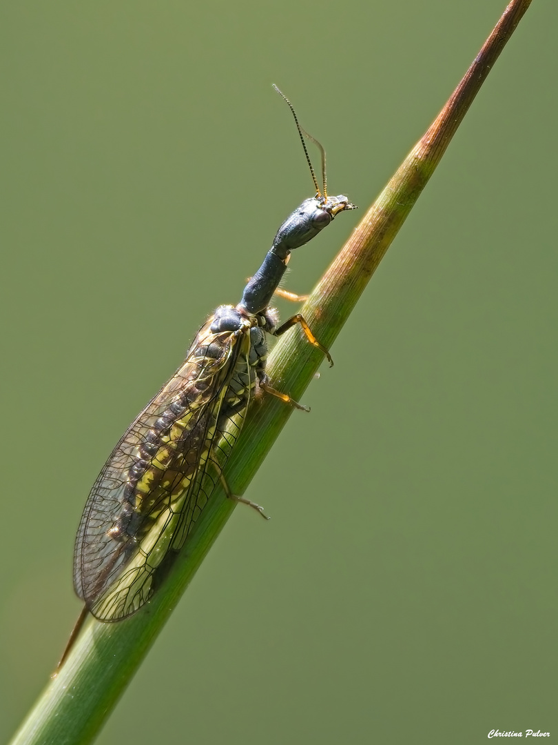 das lebende Fossil