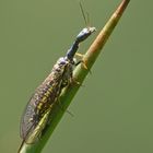 das lebende Fossil