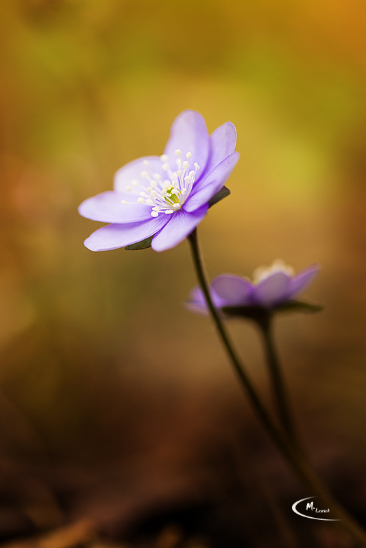 Das Leberblümchen