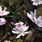 Das Leberblümchen