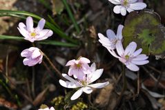 Das Leberblümchen