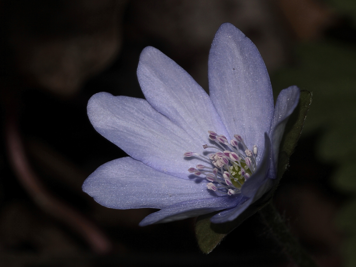 Das Leberblümchen (Anemone hepatica) ...