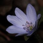 Das Leberblümchen (Anemone hepatica) ...