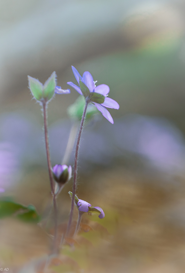 Das Leberblümchen (Anemone hepatica)