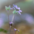 Das Leberblümchen (Anemone hepatica)