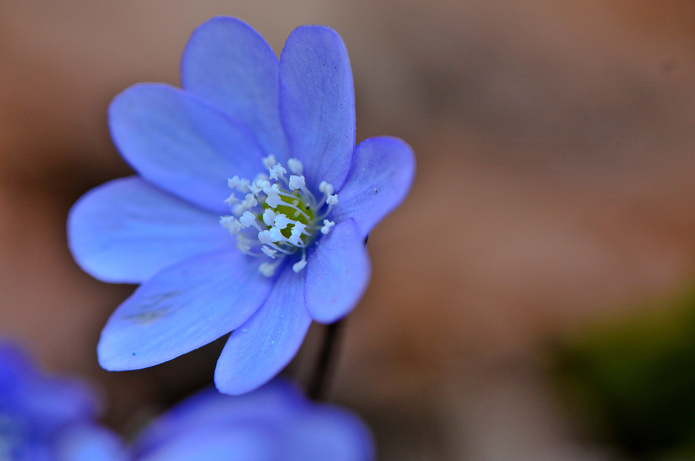 Das Leberblümchen von rudi roozen 