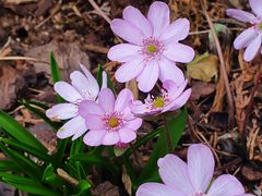 Das Leberblümchen**