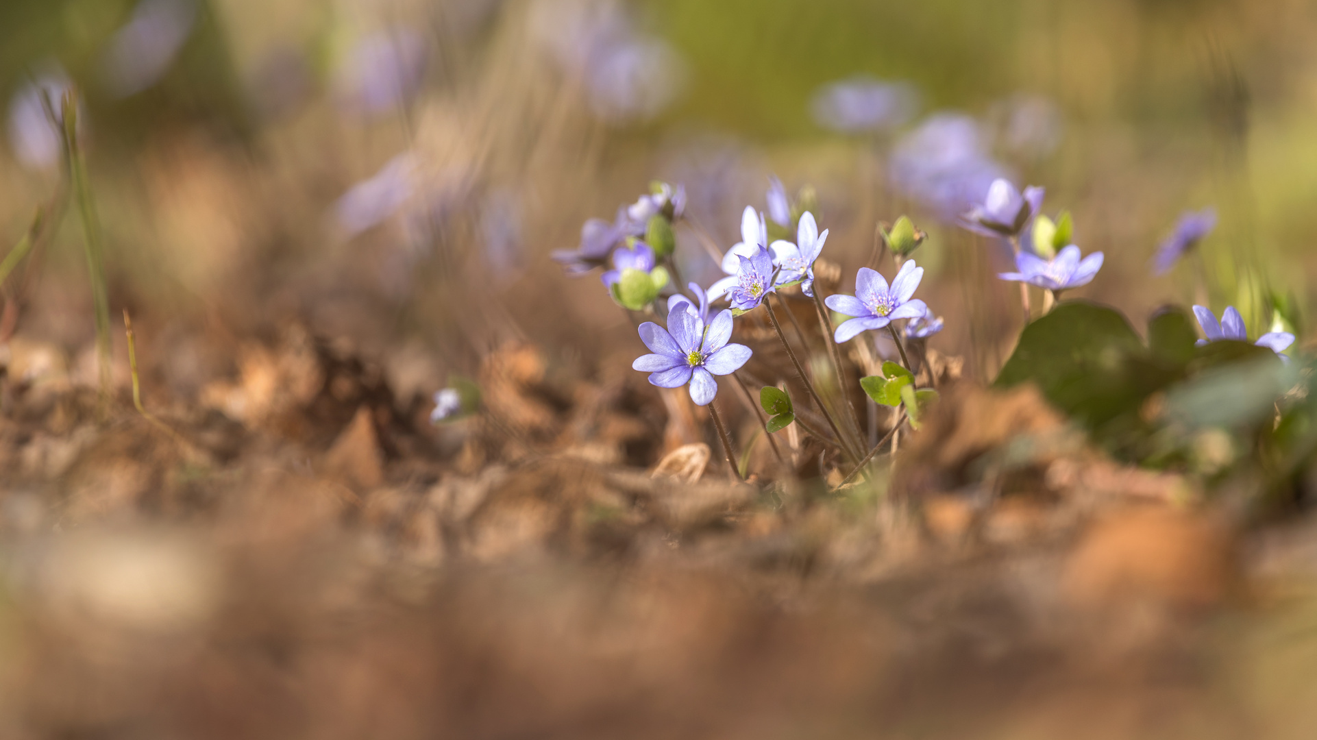 Das Leberblümchen (Hepatica nobilis)