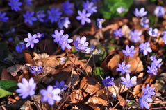 Das Leberblümchen (Hepatica nobilis)